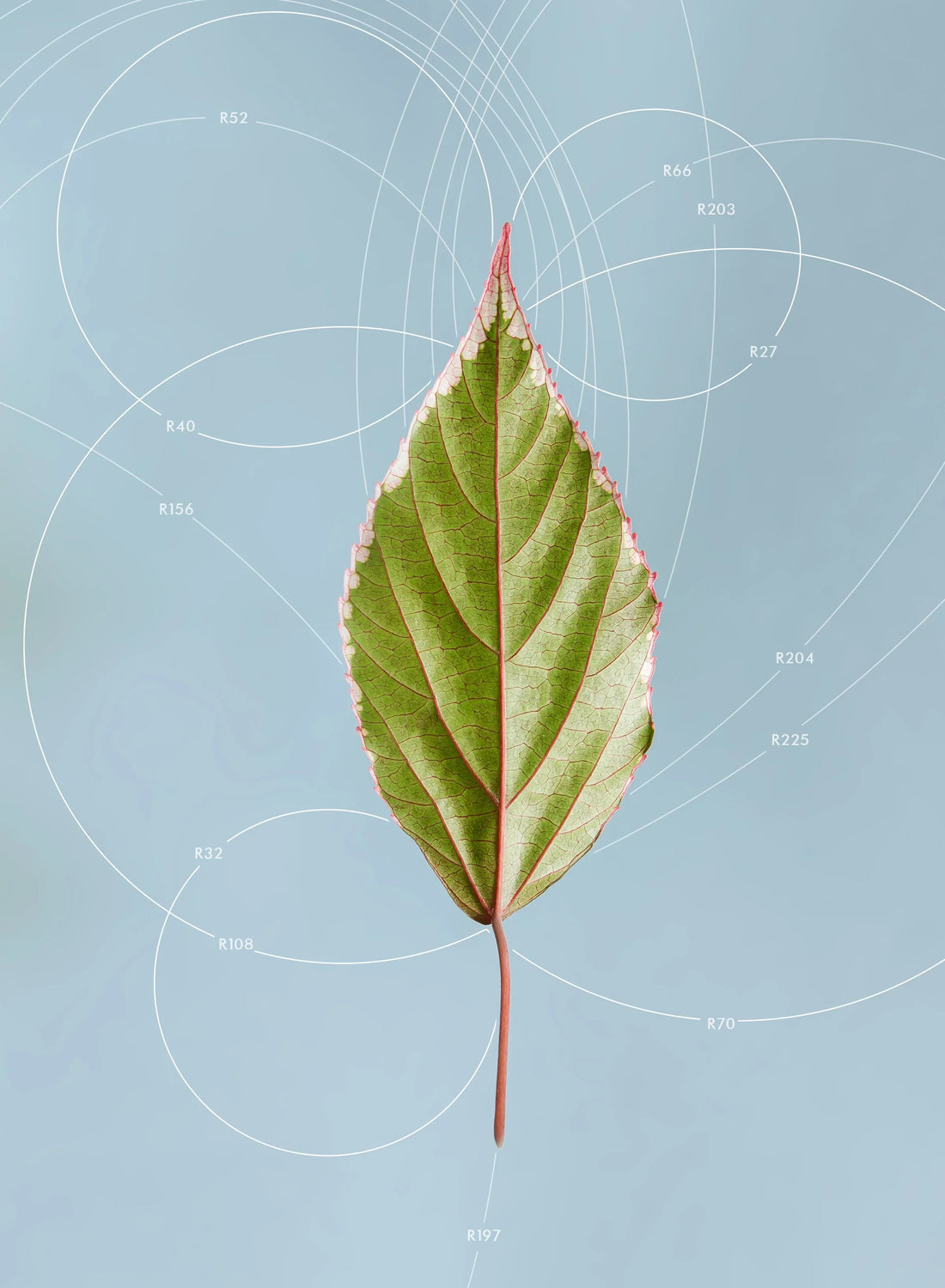 Plant Geometry