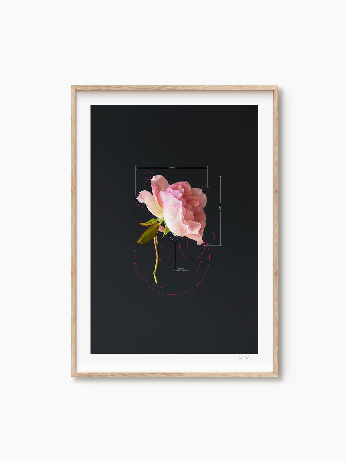 The Rose Pink Rose