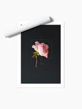The Rose-Pink Rose