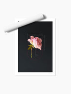 The Rose-Pink Rose