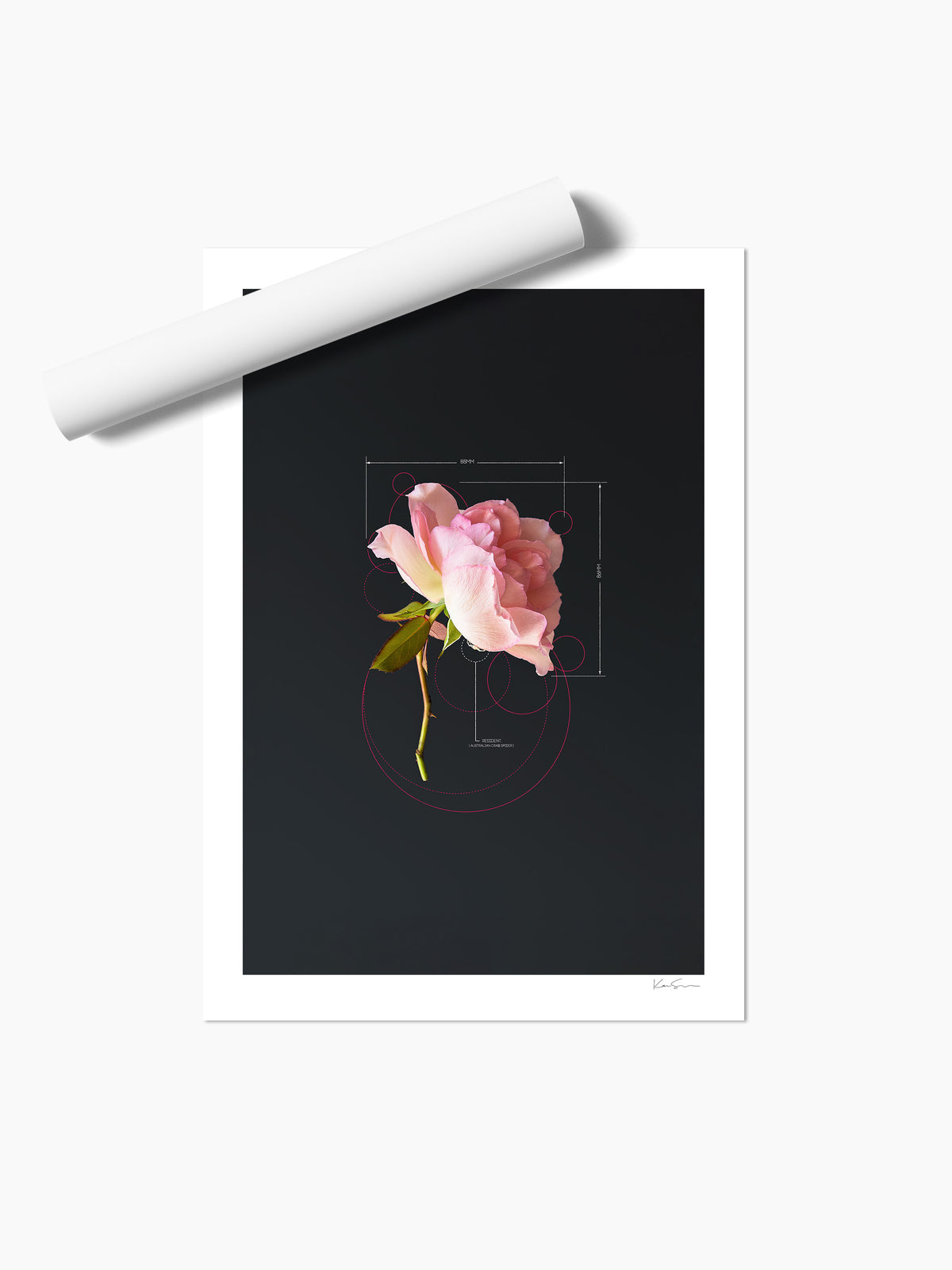 The Rose Pink Rose