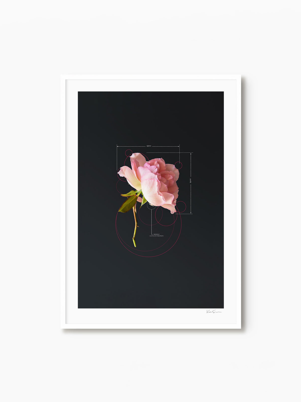 The Rose Pink Rose