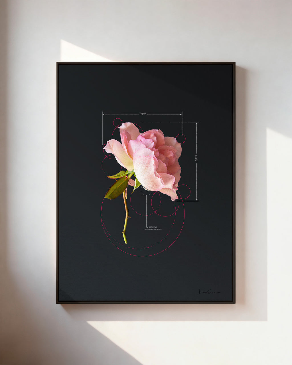 Rose-Pink Rose