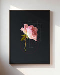 Rose-Pink Rose