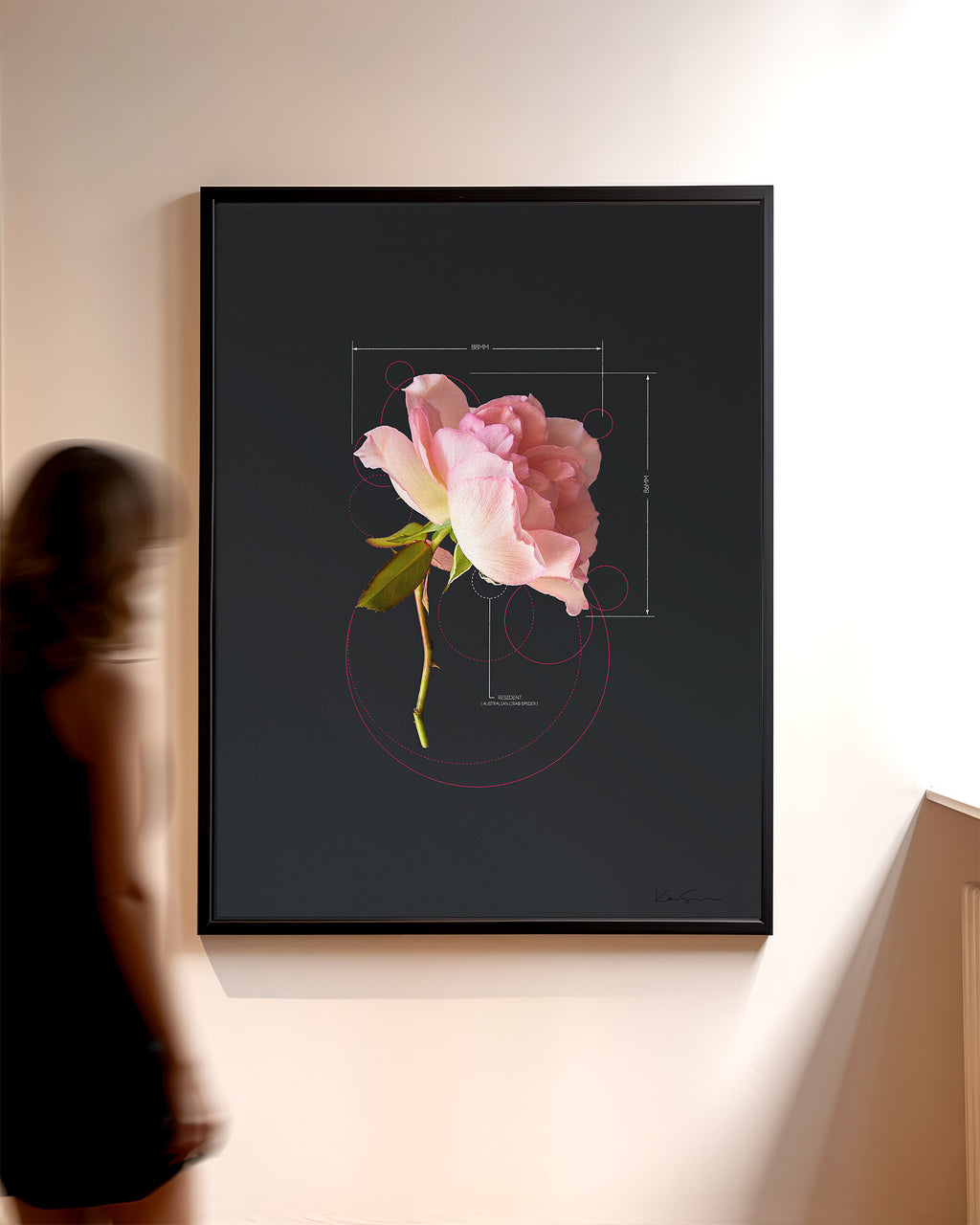 Rose-Pink Rose