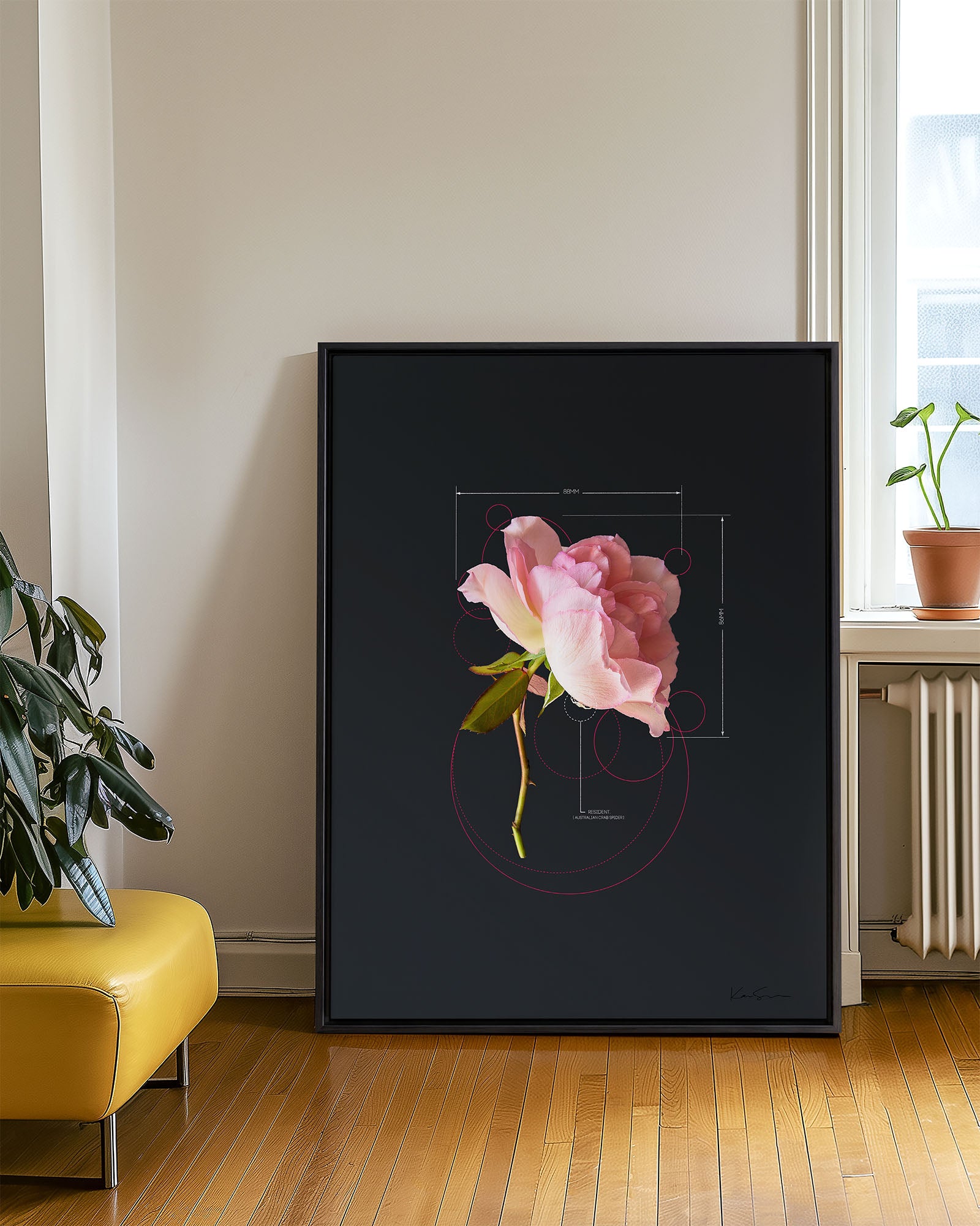 Rose-Pink Rose