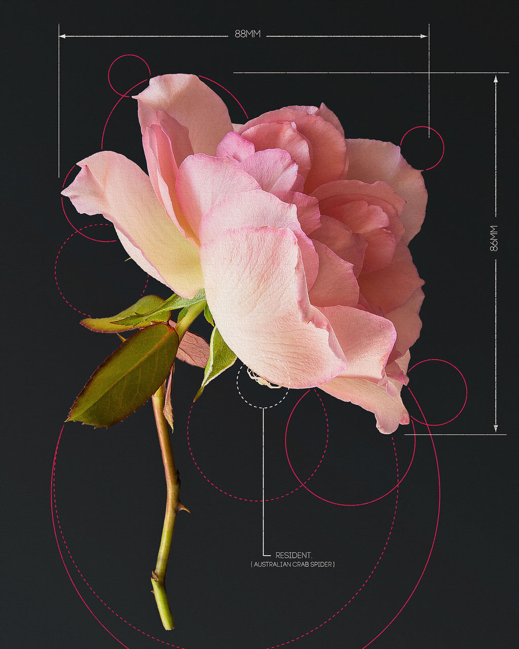 Rose-Pink Rose