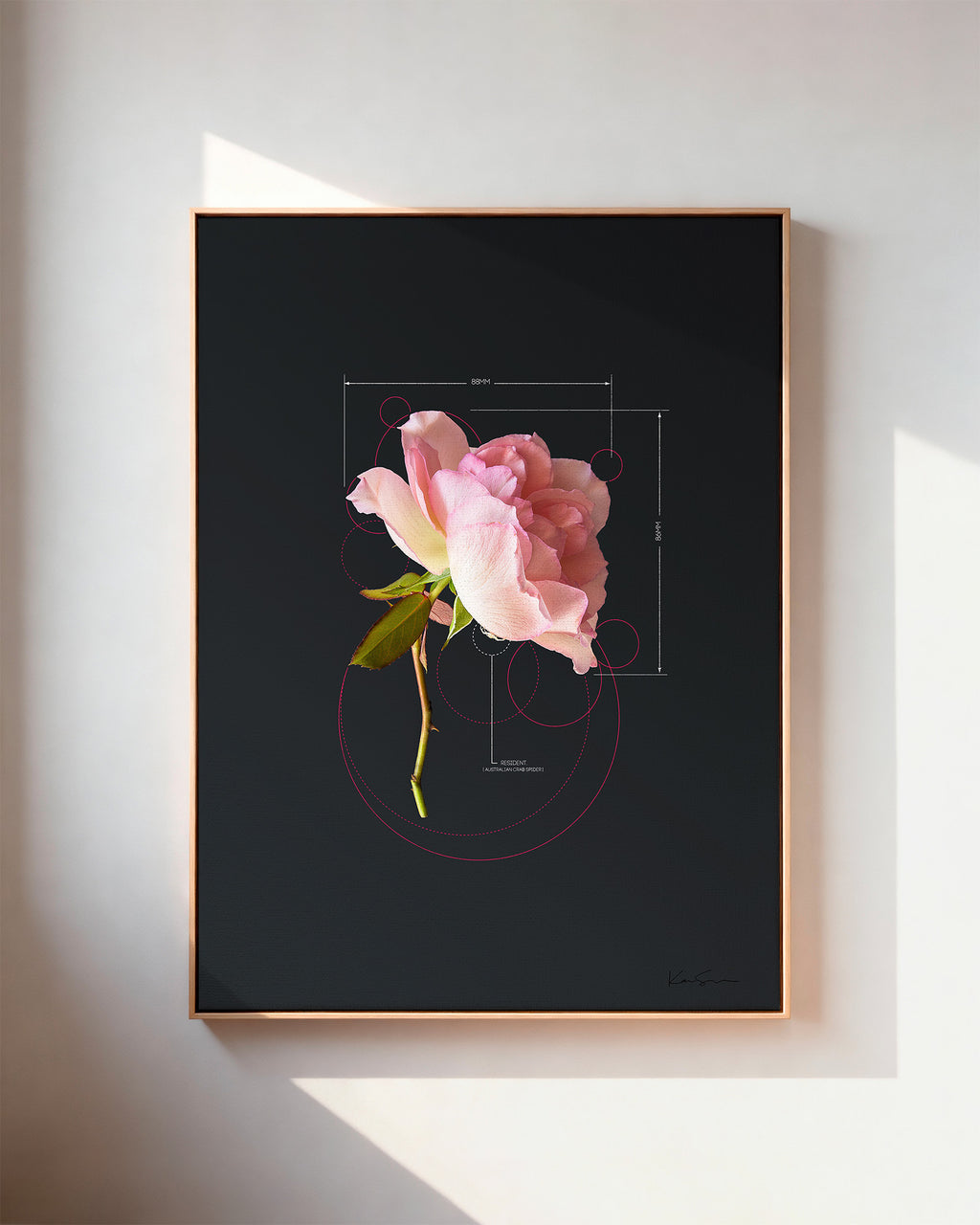 Rose-Pink Rose