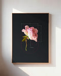 Rose-Pink Rose