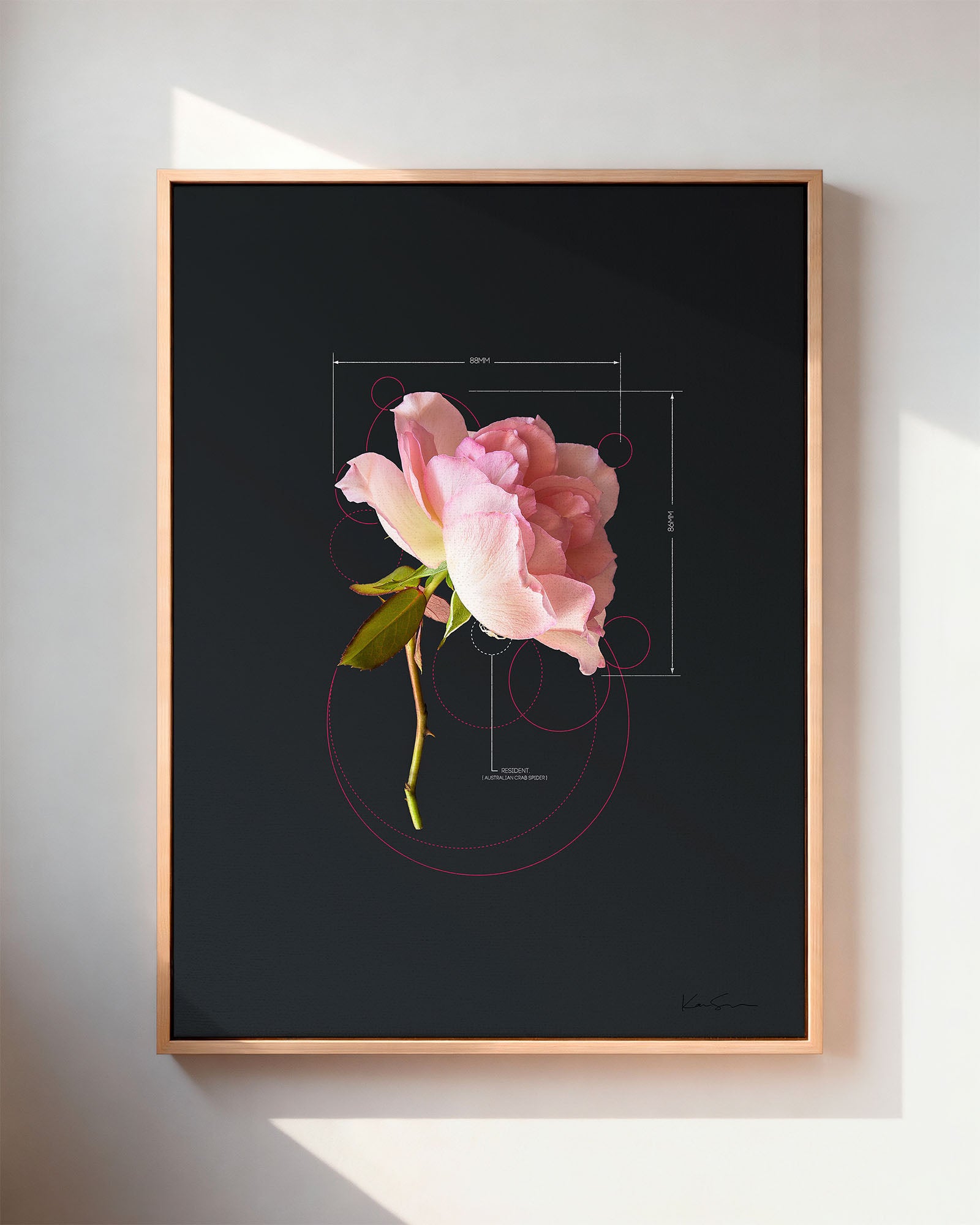Rose-Pink Rose