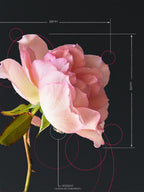 The Rose Pink Rose