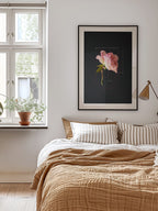 The Rose Pink Rose
