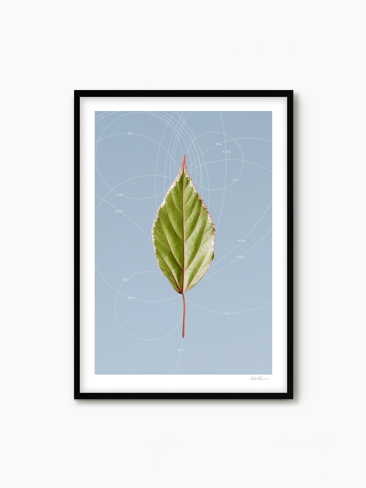 Leaf Curvature