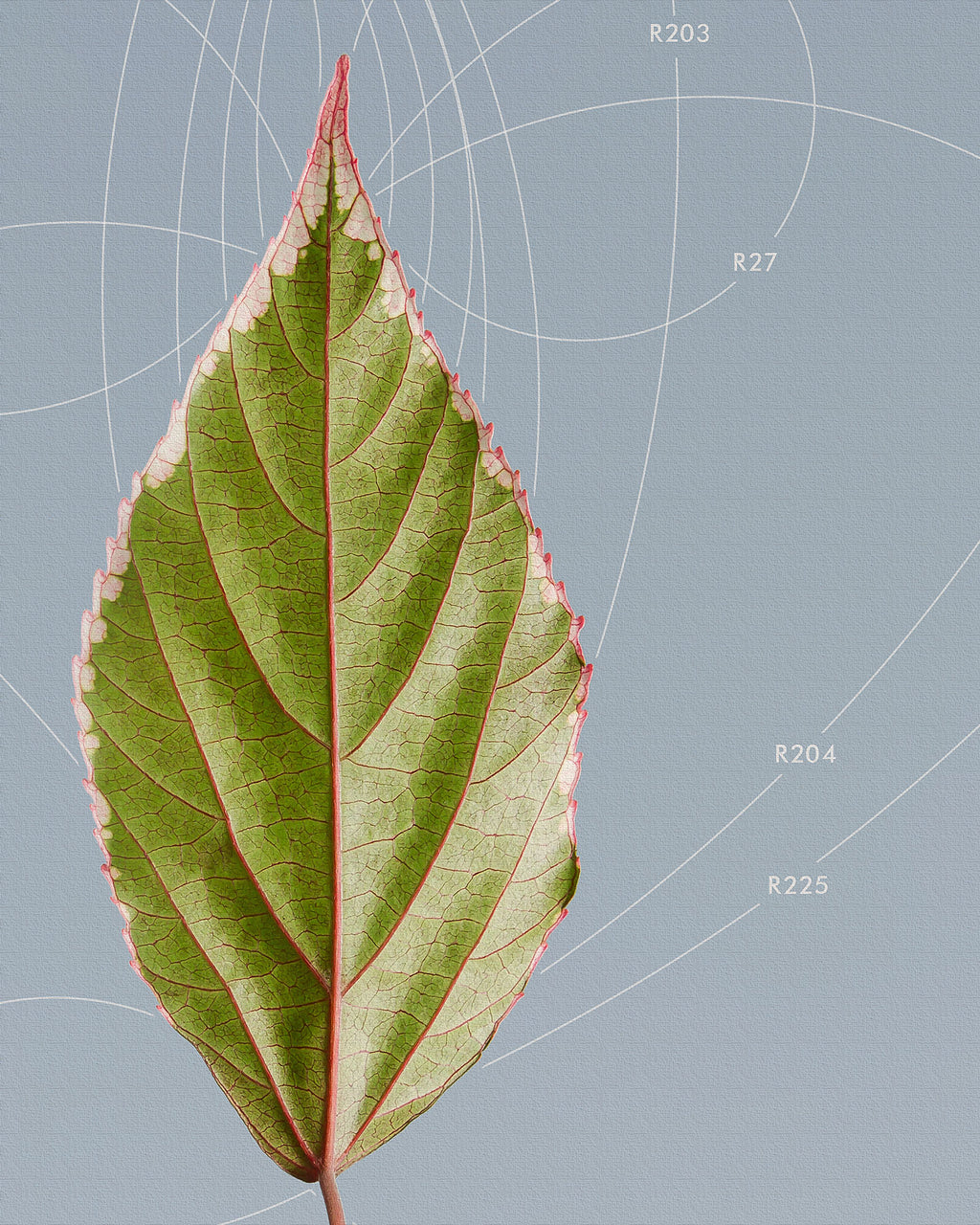 Leaf Curvature