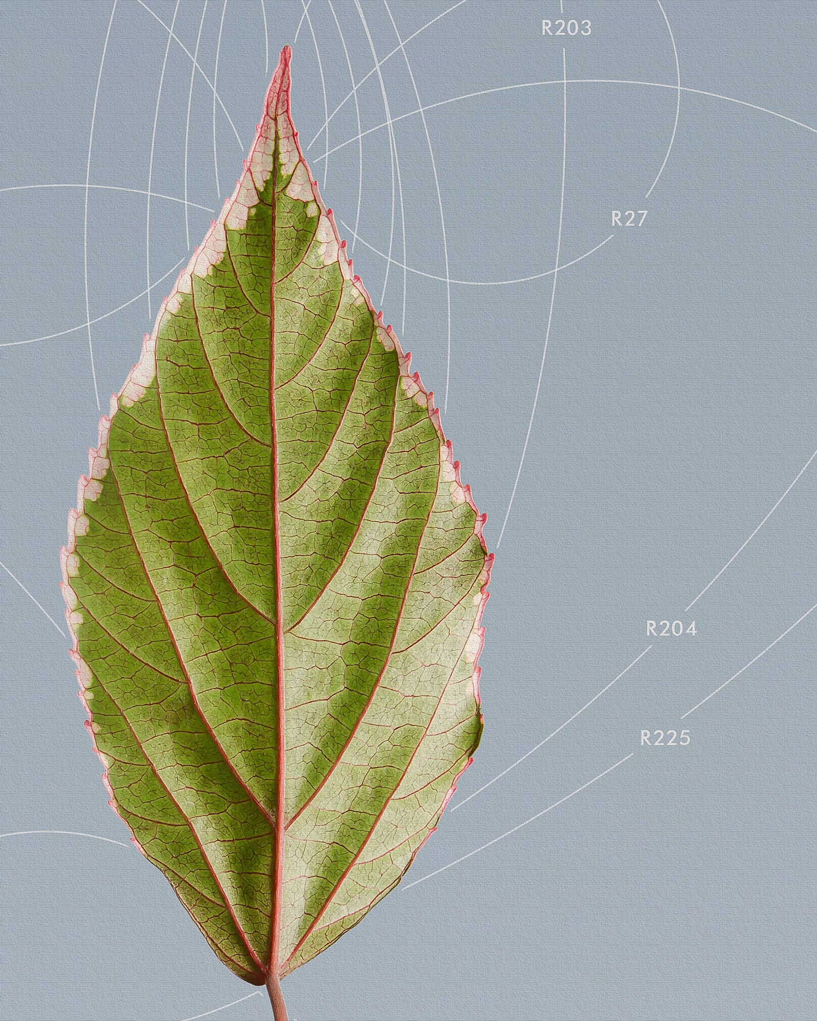 Leaf Curvature