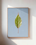 Leaf Curvature