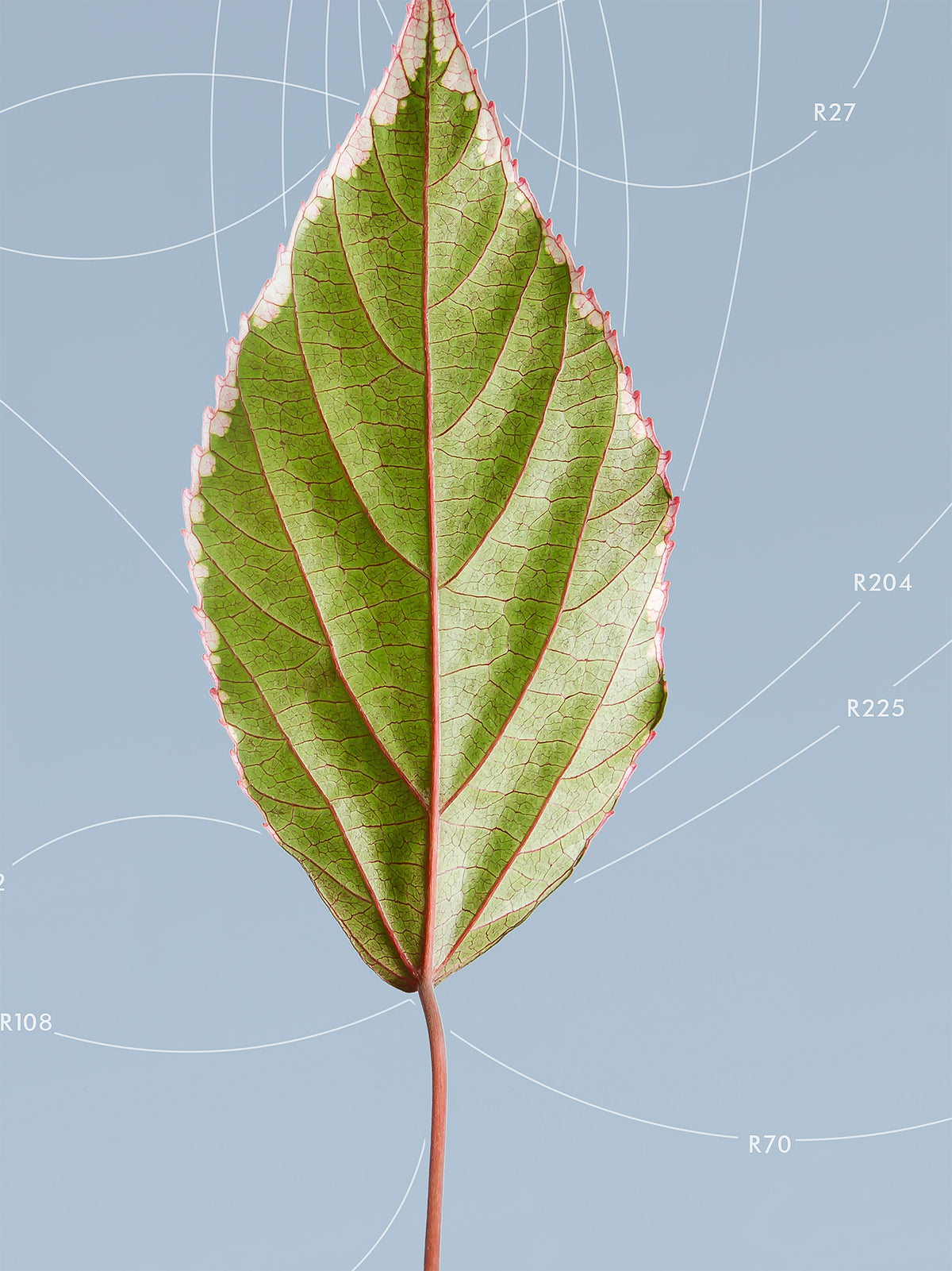 Leaf Curvature