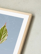 Leaf Curvature