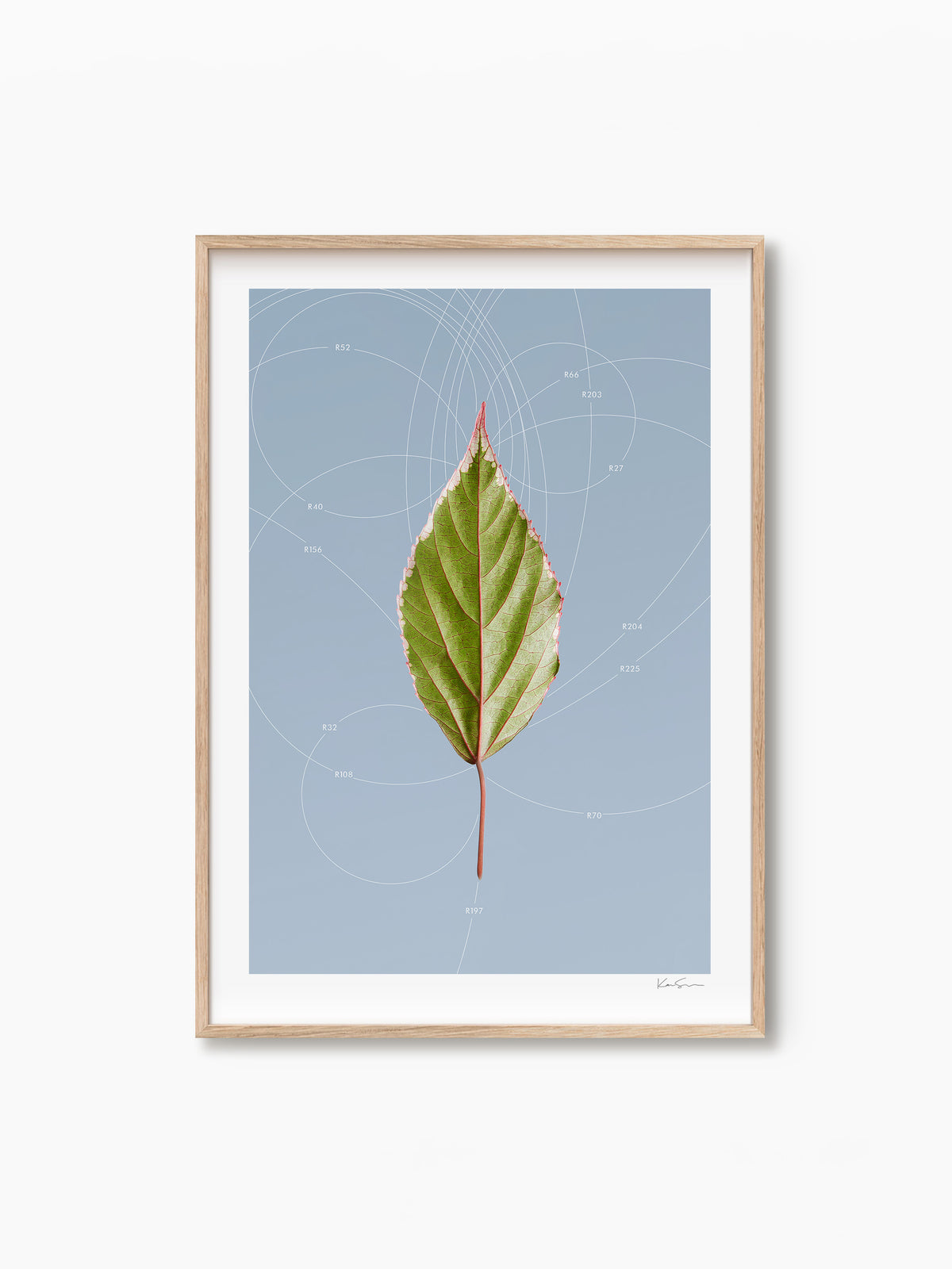 Leaf Curvature