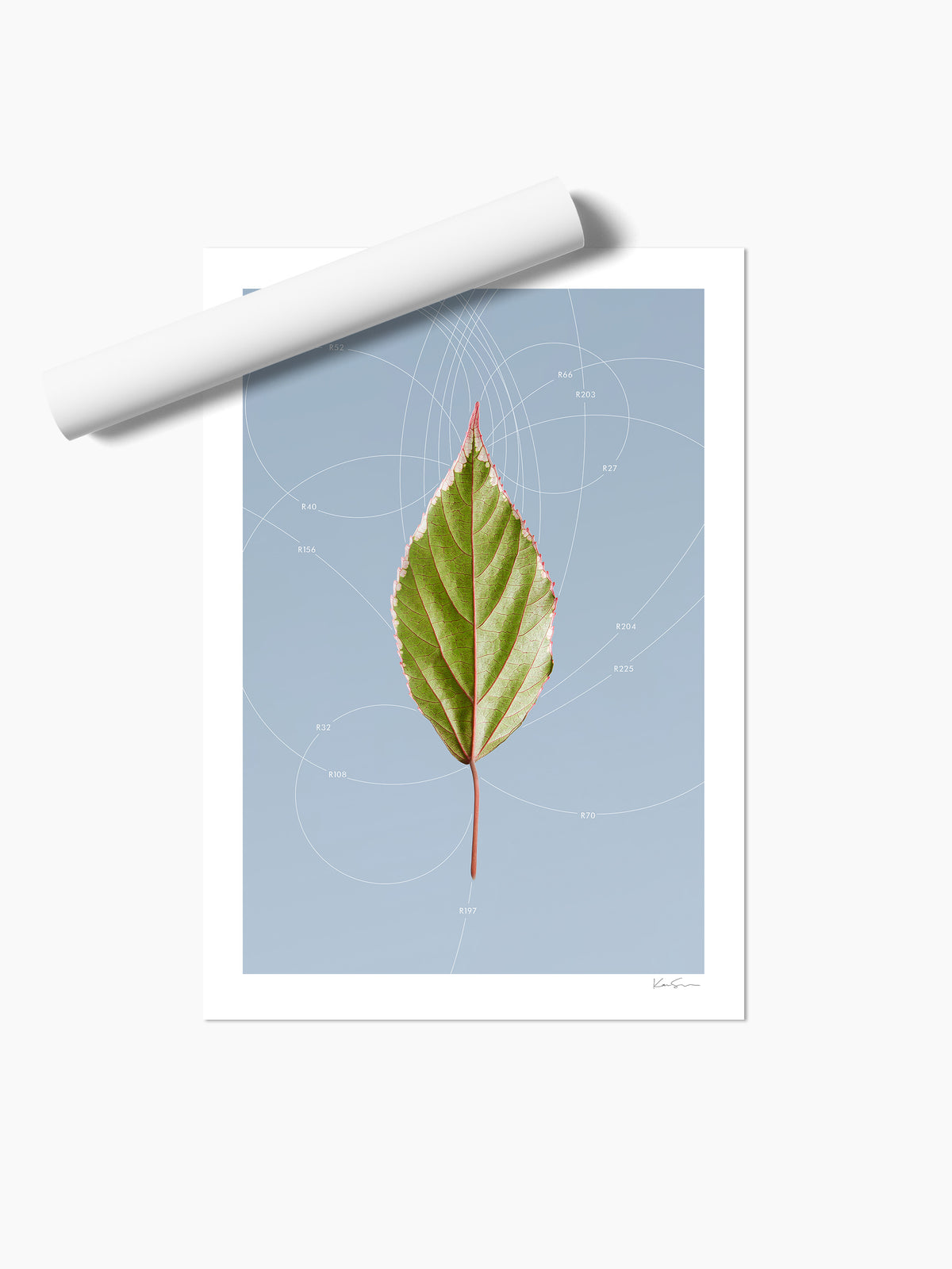 Leaf Curvature