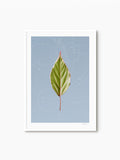 Leaf Curvature