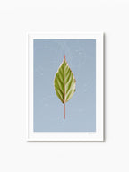 Leaf Curvature