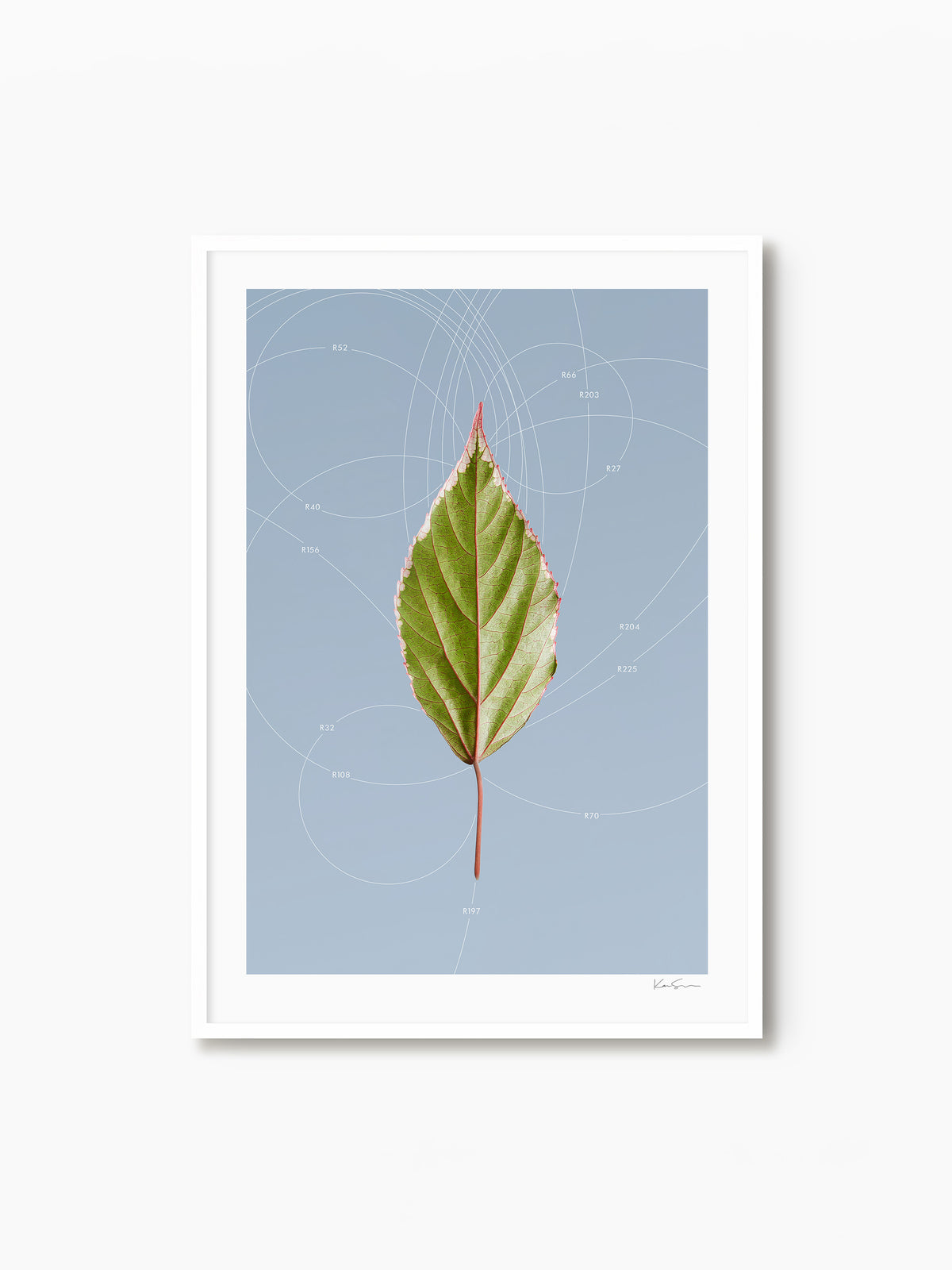 Leaf Curvature