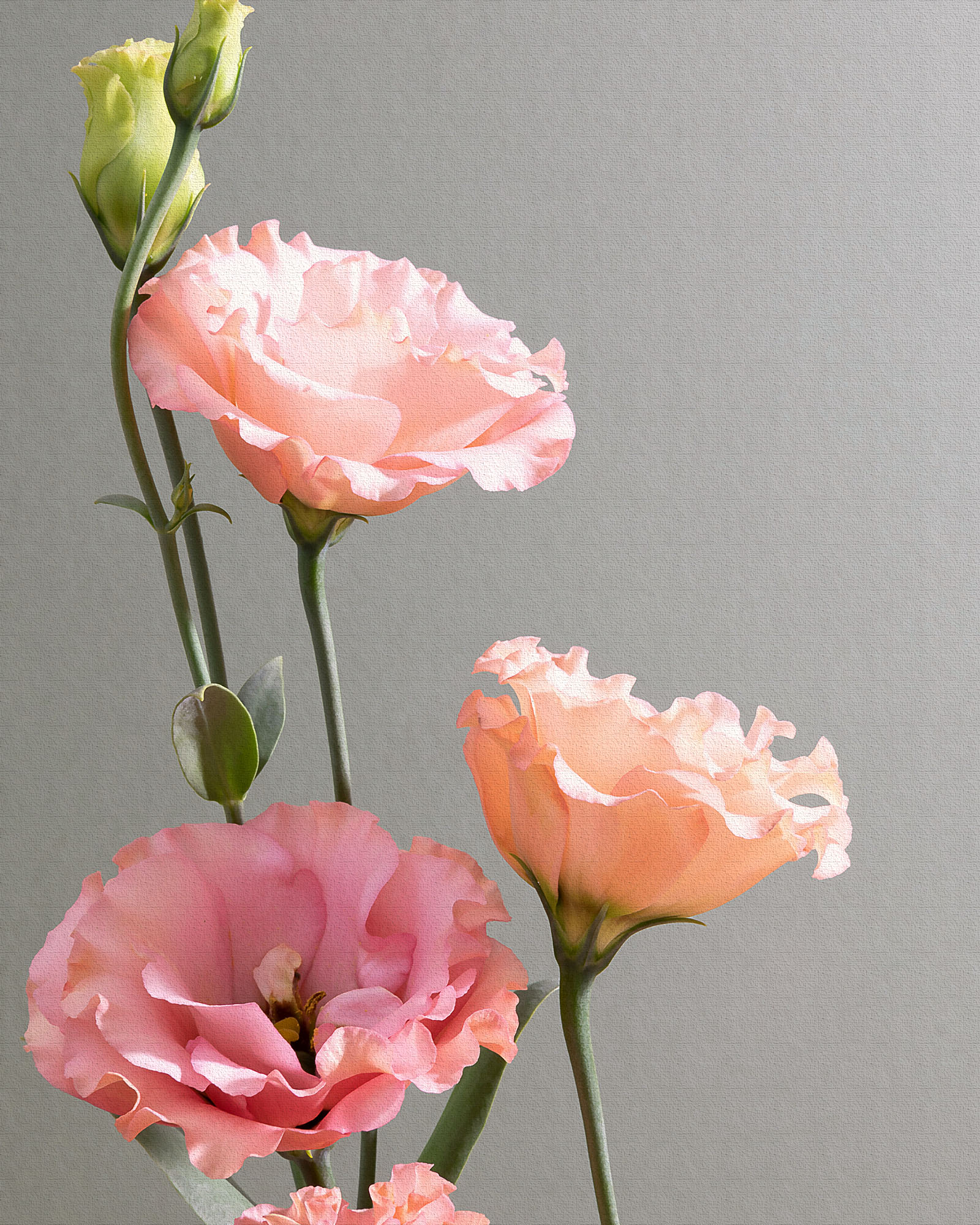 Floaty Pink