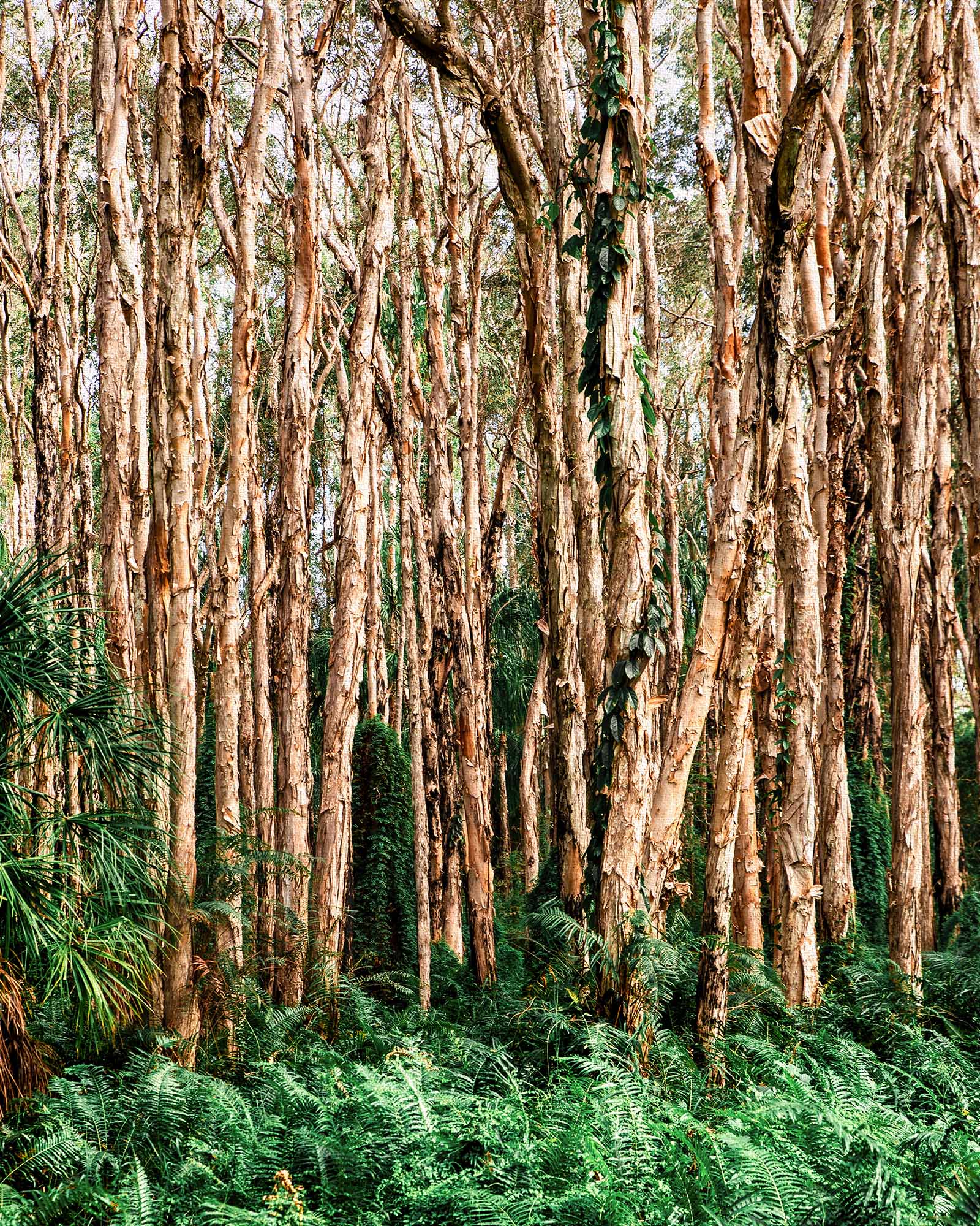 Paperbark Grove