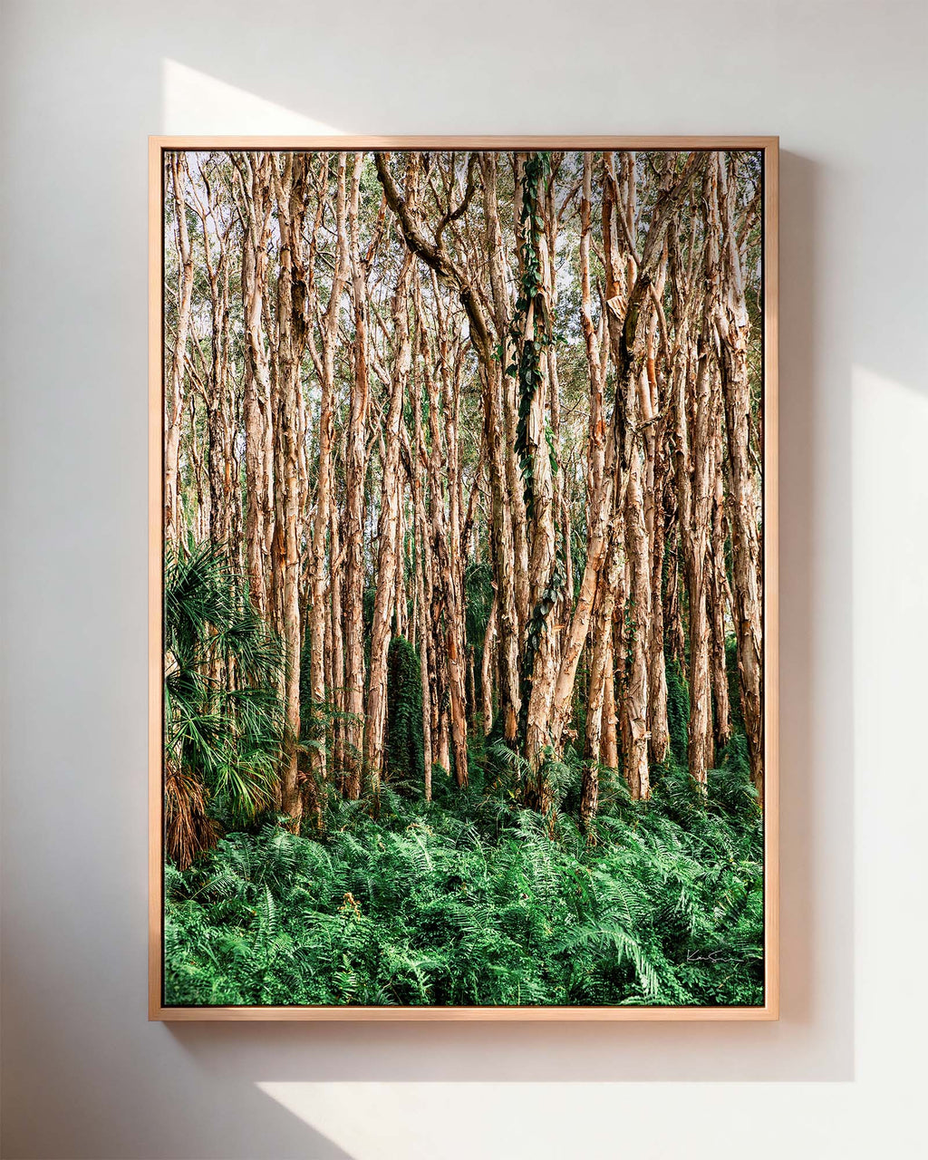 Paperbark Grove