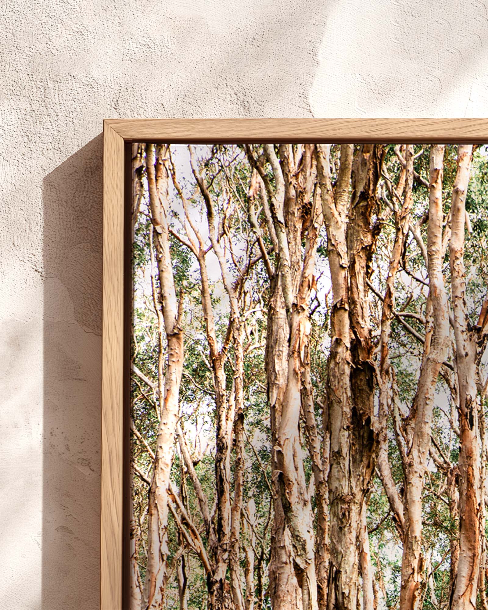 Paperbark Grove