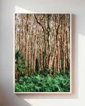 Paperbark Grove