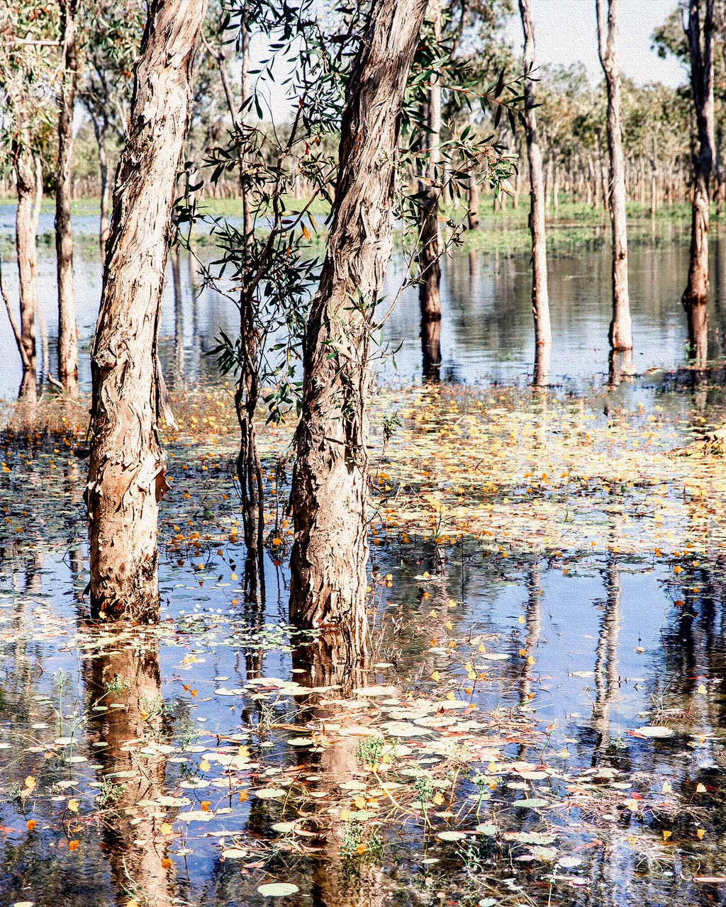 Paperbark Lake