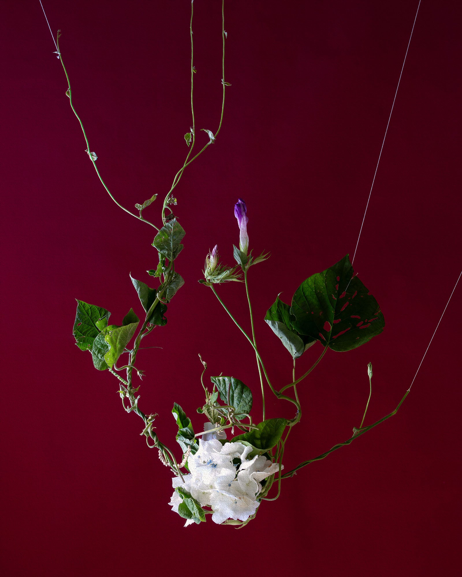 Upward Garden