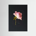 Rose Test2