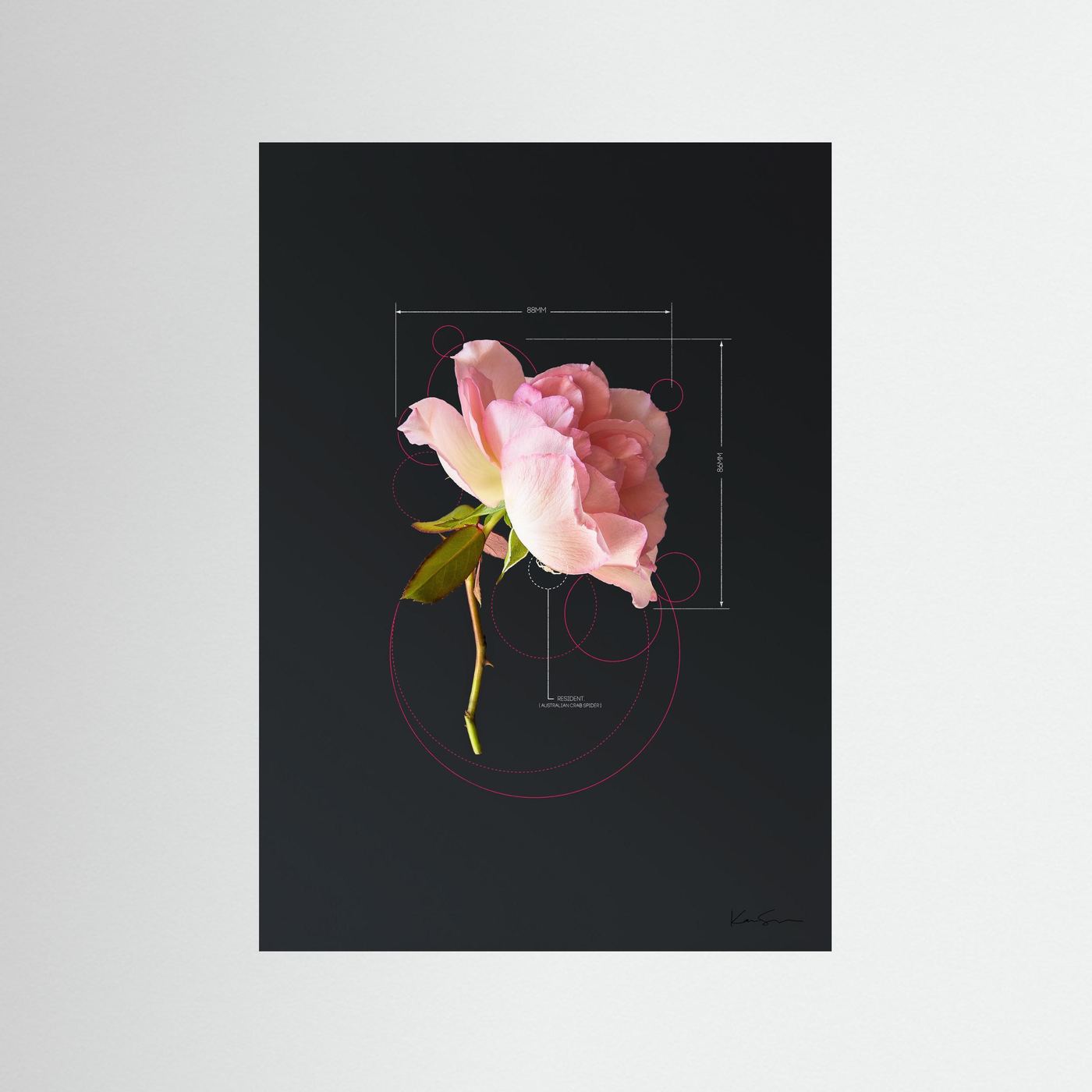Rose Test2